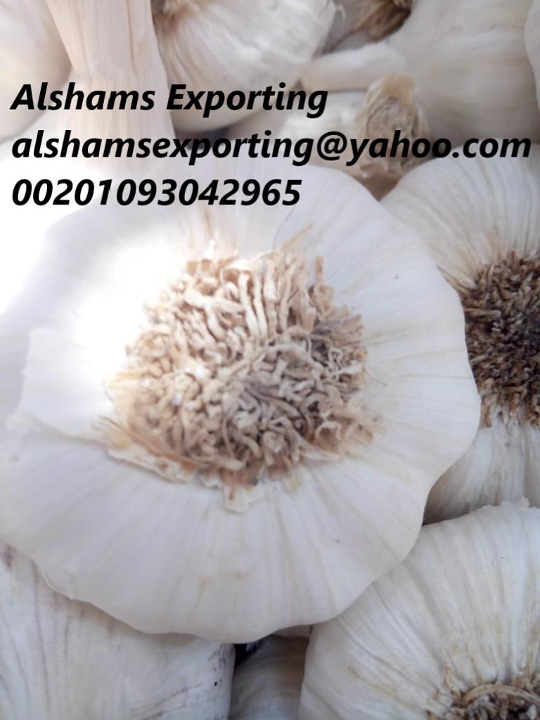 Product image - now available #fresh_onion
Sizes: all sizes according to customer request .
Packing :10 kg, 25 kg Mesh Bags or according to customer request .
Quality :First Class Onions
Order Now
For More Information About Our Product Please Contact Me
Best Regards
Ms/Merna Hesham

Cell(whats-app) 00201093042965
email :alshamsexporting@yahoo.com